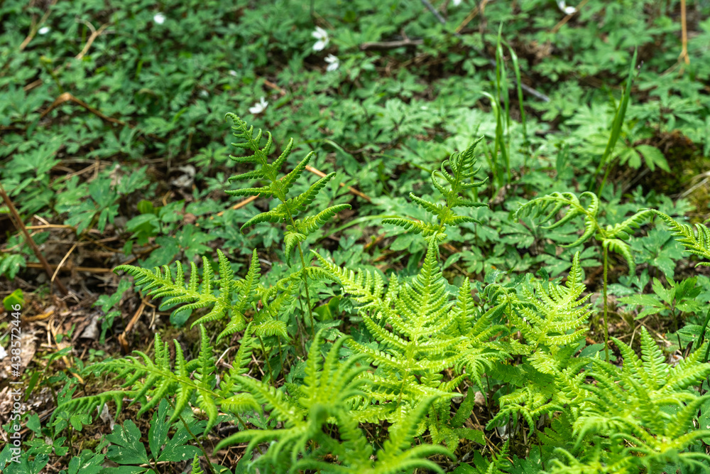 Fern leaves close up view. Pteridium aquilinum (bracken, brake or common bracken), also known as eagle fern is a species of fern occurring in temperate and subtropical regions in both hemispheres. Fern leaves close up view. Pteridium aquilinum (bracken, brake or common bracken), also known as eagle fern is a species of fern occurring in temperate and subtropical regions in both hemispheres.