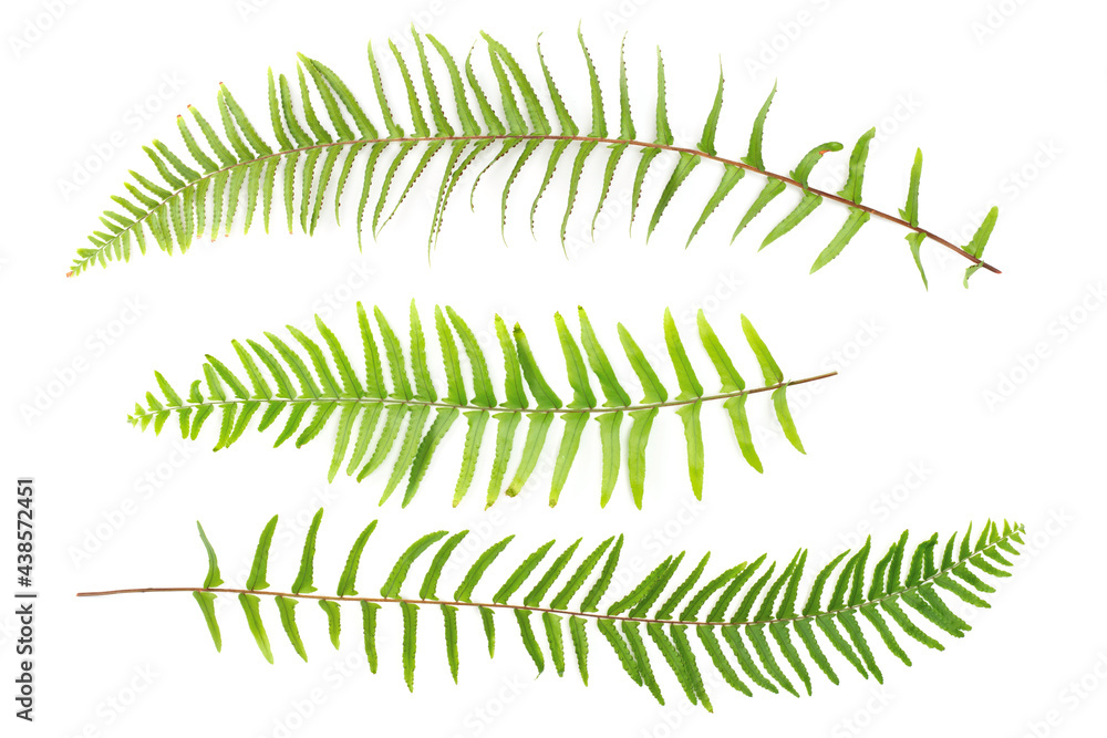 collection of fresh fern leaves isolated on white background, top view collection of fresh fern leaves isolated on white background, top view