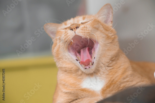 Canvas Print Recognizing dental problems in pets