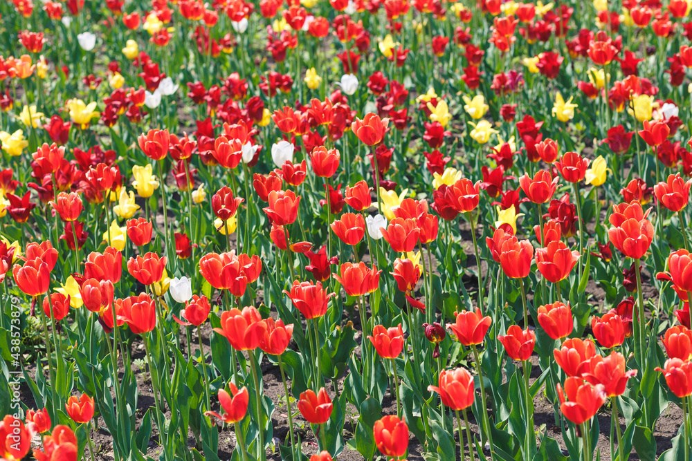 Red and yellow tulips. Lots of colorful flowers. Red and yellow tulips. Lots of colorful flowers.