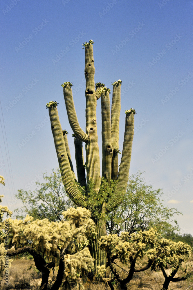 tall saguaro cactus in bloom with other species in the desert in the USA