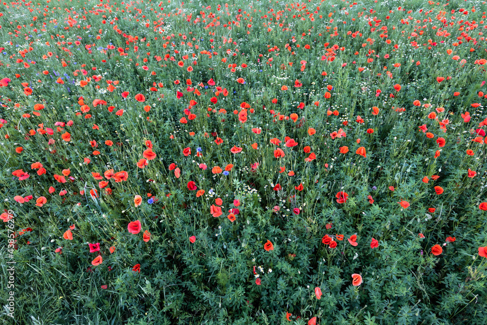 Fototapeta premium poppy field in summer