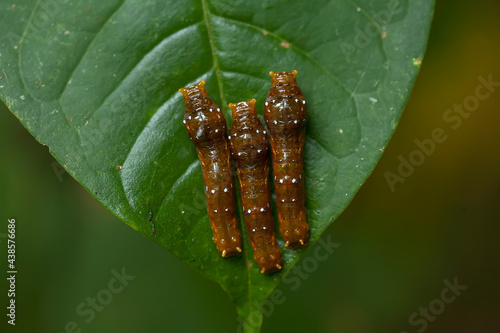 Unique Caterpillar From Borneo Island