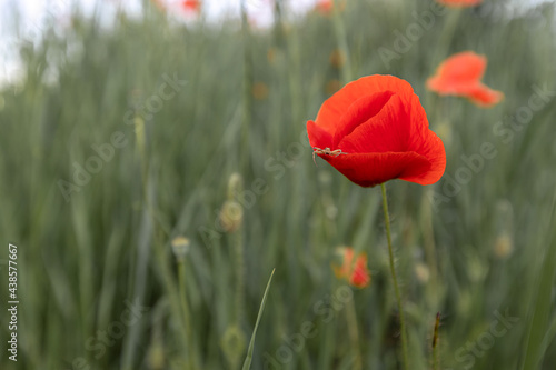 red poppy field