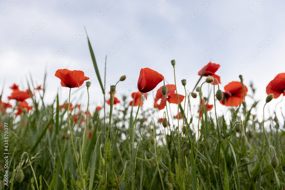 Naklejka premium poppy field with sky