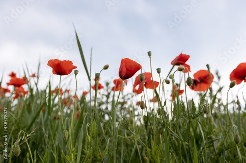 poppy field with sky