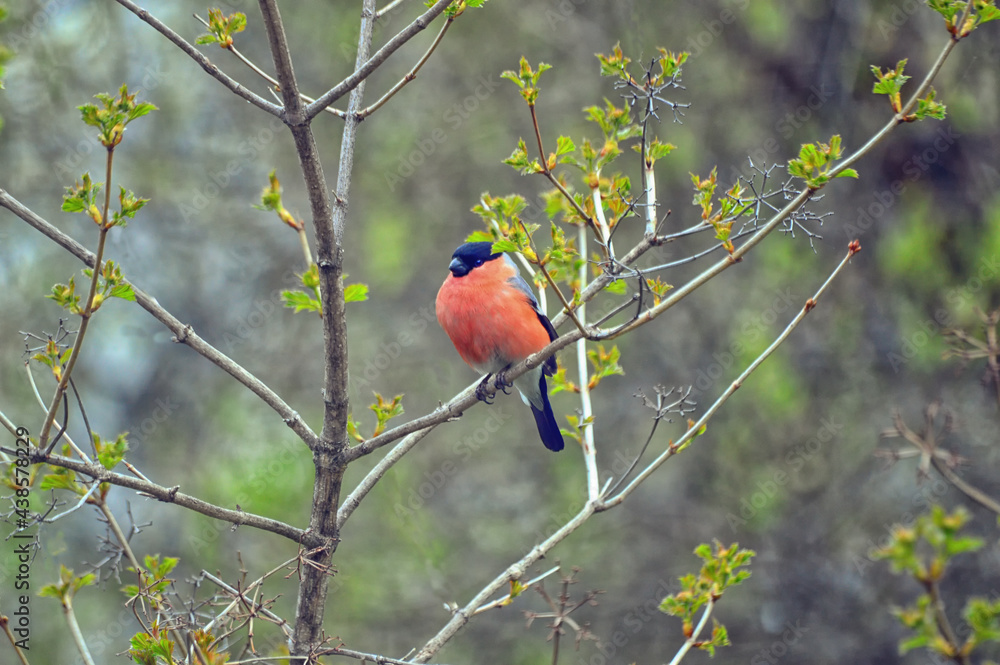 Bullfinch - the male sits on the branches of the viburnum (lat.Pyrrhula pyrrhula). Spring has come. The leaves bloom on the viburnum. Bullfinch - the male sits on the branches of the viburnum (lat.Pyrrhula pyrrhula). Spring has come. The leaves bloom on the viburnum.
