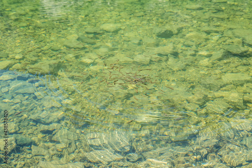 concentration of small fishes at the seealpsee mountain lake
