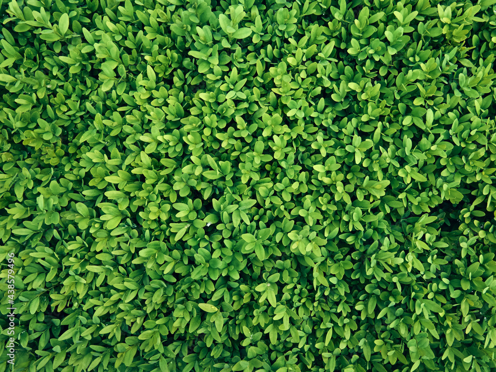Background of fresh green leaves. Background of fresh green leaves.