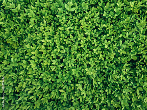 Background of fresh green leaves.