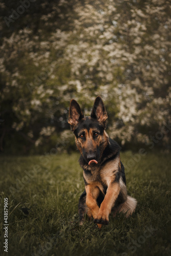 East European Shepherd German Shepherd on the background of a blossoming tree trick paws up spring