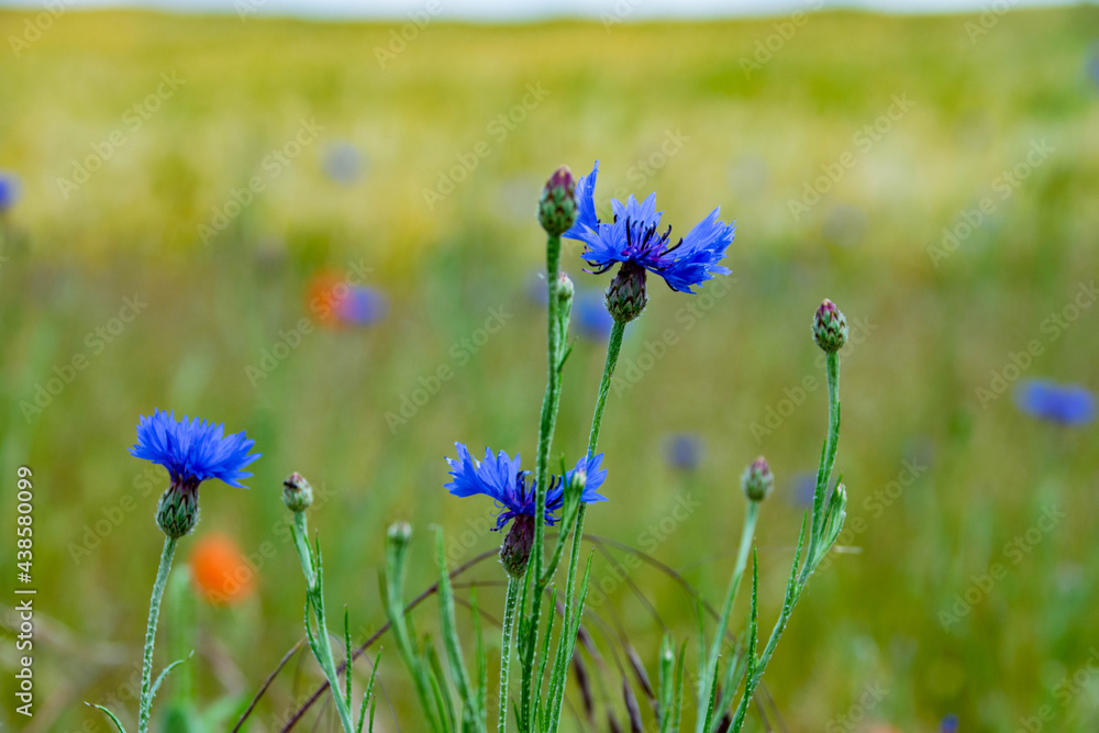 Blumenwiese blau im Fokus