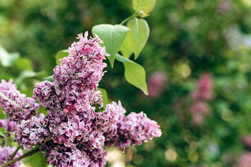 Blooming branch of purple lilac on a sunny day. Natural flower background. Soft selective focus. Blooming branch of purple lilac on a sunny day. Natural flower background. Soft selective focus.
