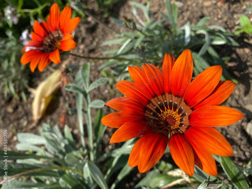 Gazania Cultivar 'Cooper King' (Gazania Hybrid 'Cooper King') or Gazania Hybride 'Kupferglut' or Gazanija hibrid 'Bakreni kralj' (The Botanical Garden of the University of Zurich, Switzerland)