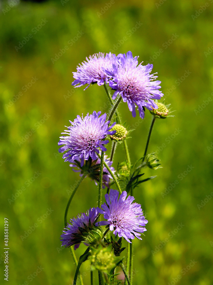 Fototapeta premium lila flowers of scabiosa plant close up
