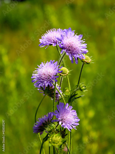 lila flowers of scabiosa plant close up