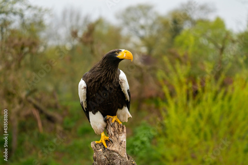 Steller s sea eagle sits on a stump against the background of trees  grass and blue sky. The bird of prey has snot from its nostrils on the yellow bill