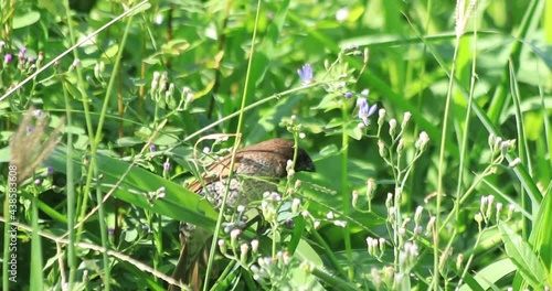 A small bird eats the seeds in the morning.