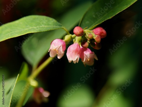 small,nice flowers of snowberry bush close up