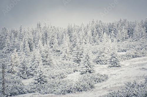 Coniferous forest closeup, Tatra Mountains, Poland. White winter view on a cold morning. Wintry landscape in Zakopane. Selective focus on the trees, blurred background.