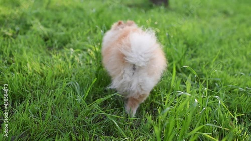 Cute puppy spitz sitting in green grass lawn and walk away outdoors