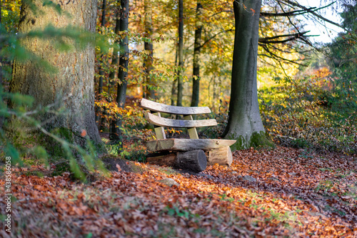 Empty bench in the forest in autumn