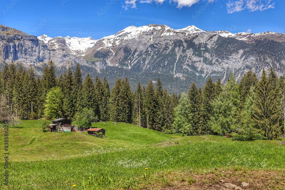 Idyllic landscape in Switzerland  with Green Grass and snowcapped Mountains 