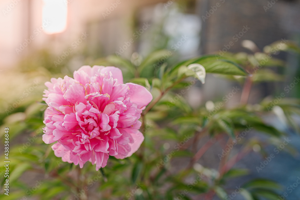Pink peony flower in the garden on blurred bokeh background