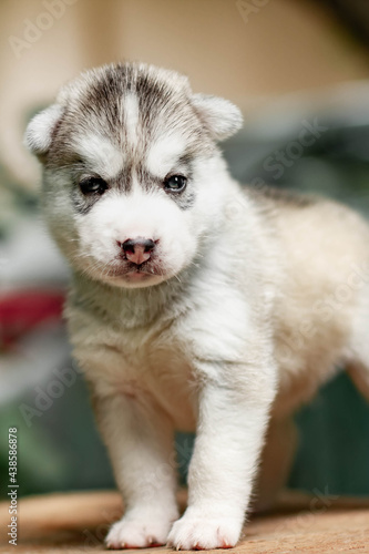 One Little cute puppy of Siberian husky dog outdoors