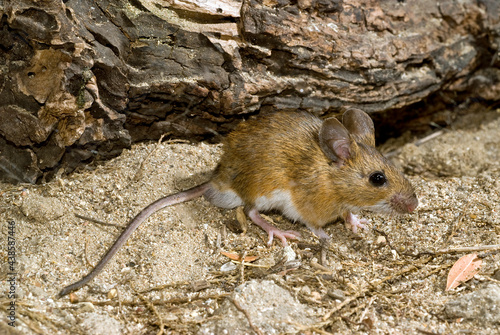 Wood mouse // Waldmaus (Apodemus sylvaticus)