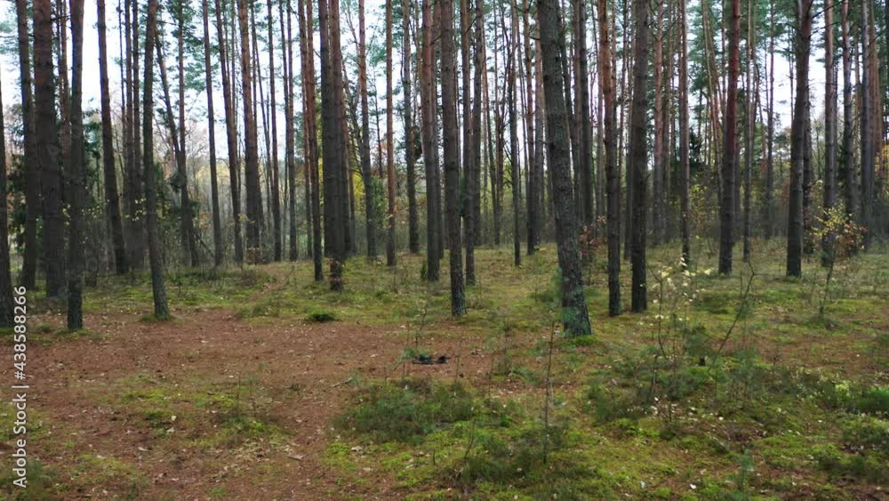 Drone shot flying on autumn pine tree forest. Slow flight in forest on fall season.
Drone shot flying on autumn pine tree forest. Slow flight in forest on fall season.