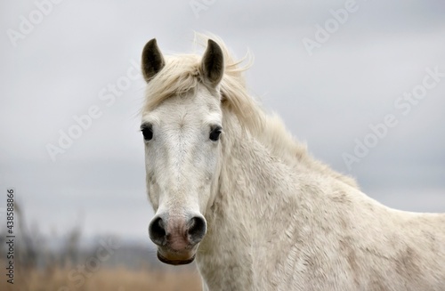 Camargue horse head close-up and landscape