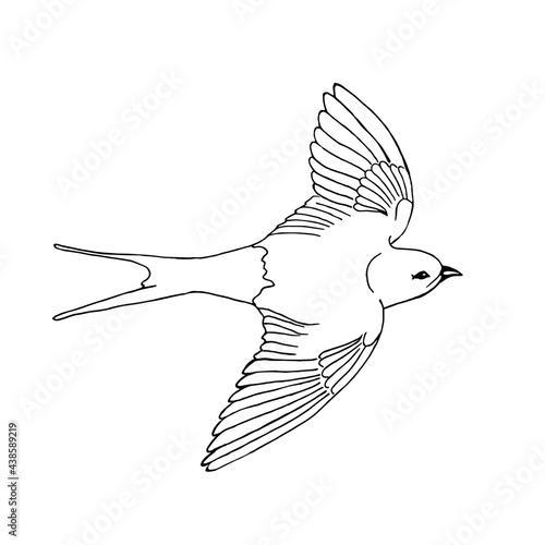 A flying swallow on a white background, doodle.Vector bird.