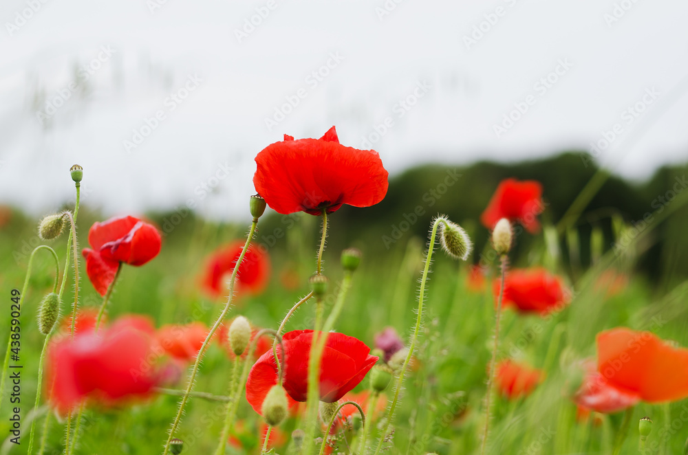 Naklejka premium Background of a summer field of red blooming poppies close up on a windy day. Top view of red poppy. Natural backgrounds and textures.