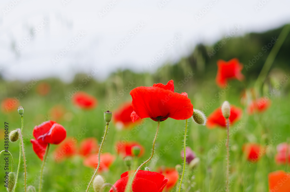 Background of a summer field of red blooming poppies close up on a windy day. Top view of red poppy. Natural backgrounds and textures. Background of a summer field of red blooming poppies close up on a windy day. Top view of red poppy. Natural backgrounds and textures.