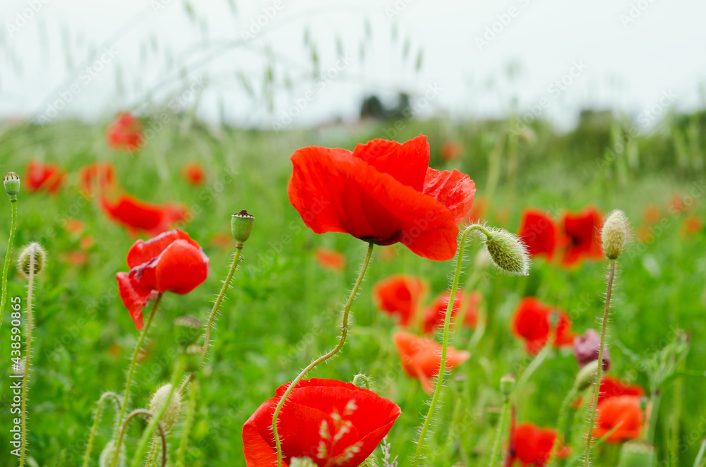 Obraz premium Background of a summer field of red blooming poppies close up on a windy day. Top view of red poppy. Natural backgrounds and textures. 