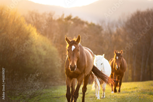 Group of horses leading by leader mare walking in nature. Horse sunset meadow