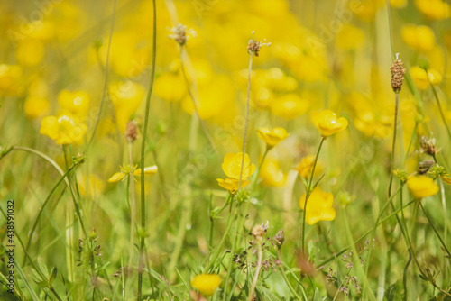 Field of wild buttercup flowers growing in the grass on a sunny summer day