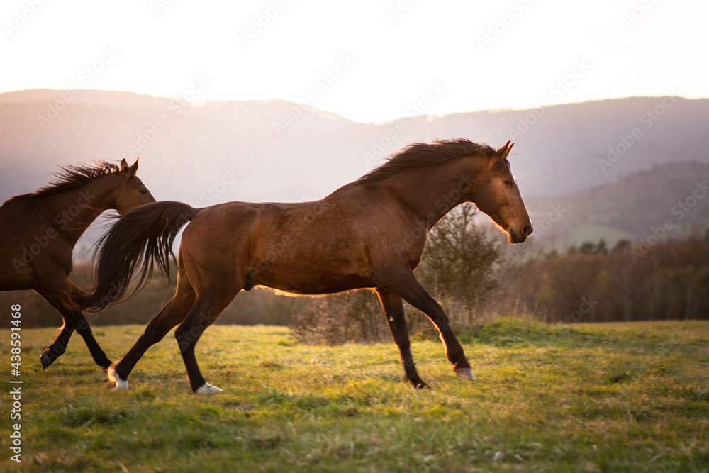 Fototapeta premium Beautiful strong horse running free on the sunset meadow
