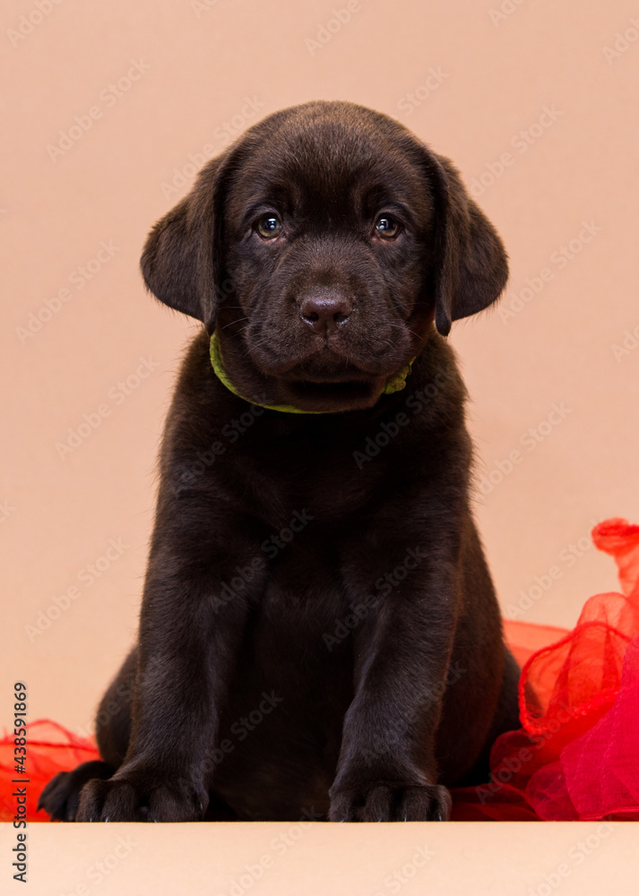 Fototapeta premium labrador puppy with red blanket in studio