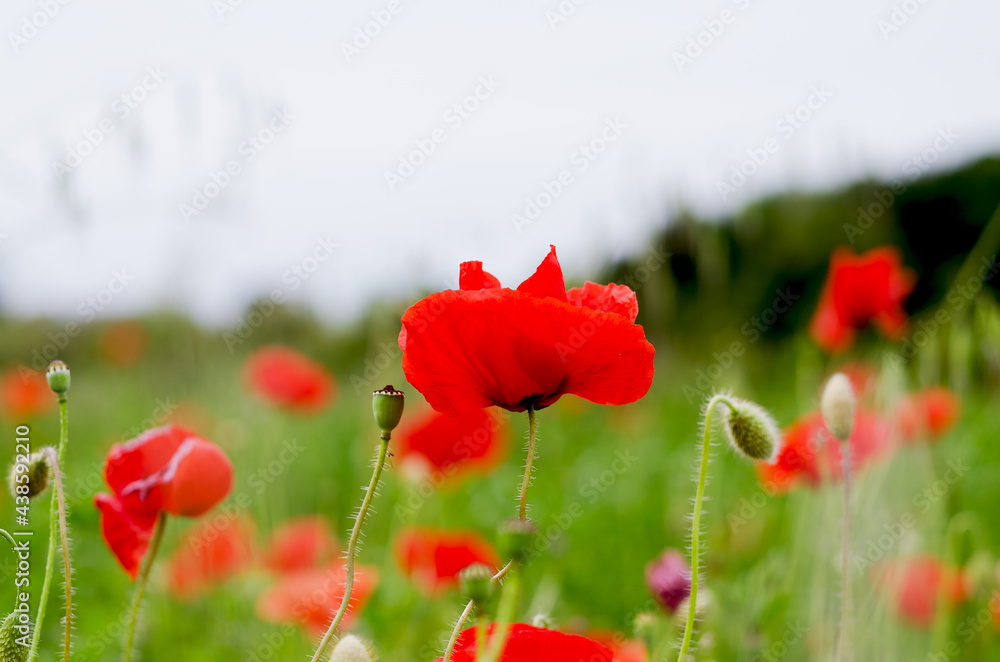 Naklejka premium Background of a summer field of red blooming poppies close up on a windy day. Top view of red poppy. Natural backgrounds and textures.