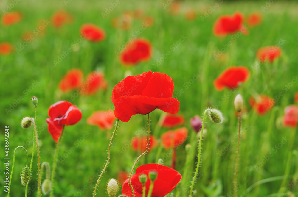 Obraz premium Background of a summer field of red blooming poppies close up on a windy day. Top view of red poppy. Natural backgrounds and textures. 