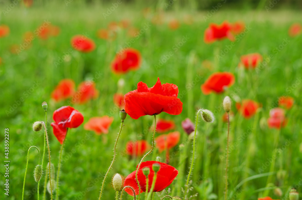 Obraz premium Background of a summer field of red blooming poppies close up on a windy day. Top view of red poppy. Natural backgrounds and textures. 