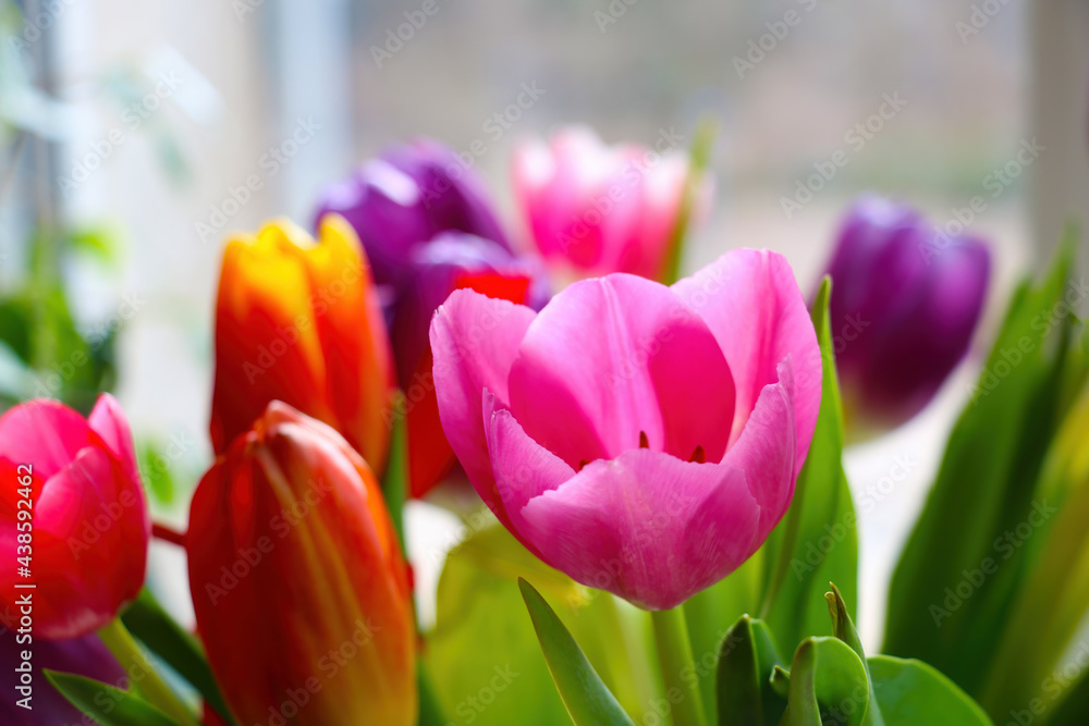 Fototapeta premium Bright multicolored blooming tulips on a sunny spring day. A bouquet of fresh flowers. Congratulations on the holiday.