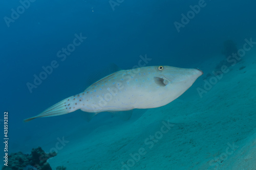 Fish swim in the Red Sea  colorful fish  Eilat Israel 