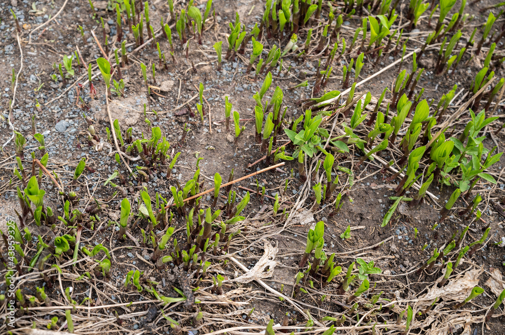 Fresh green leaves at spring. Selective focus with shallow depth of field. Fresh green leaves at spring. Selective focus with shallow depth of field.