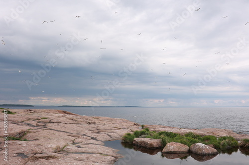 sea and sky and birds