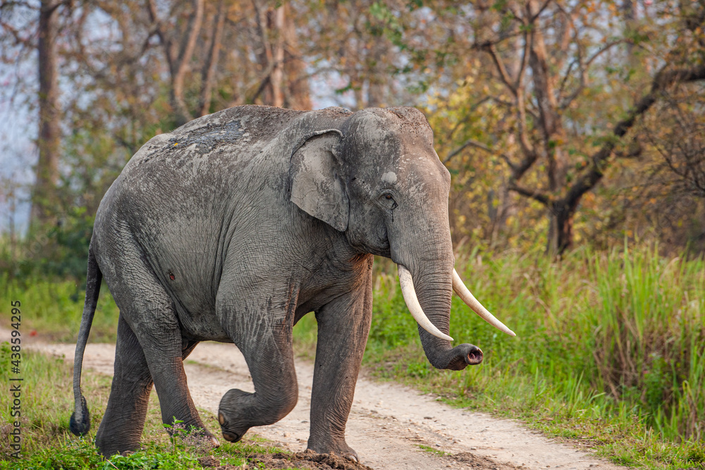Asiatic Elephant walks through the long grass in Kaziranga National Park, India