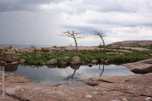 tree in the water