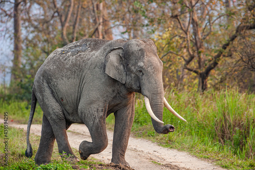 Asiatic Elephant walks through the long grass in Kaziranga National Park  India